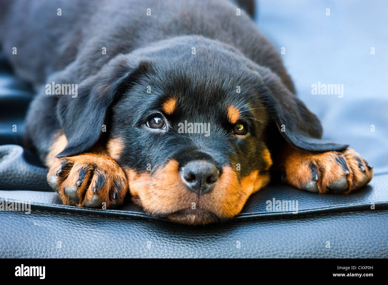 Rottweiler chiot chien couché dans un lit de chien, Tyrol du Nord, l'Autriche, Europe Banque D'Images