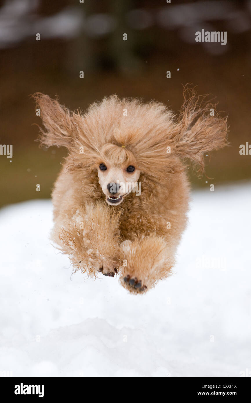 Caniche toy fonctionnant dans la neige du Nord, Tyrol, Autriche, Europe Banque D'Images