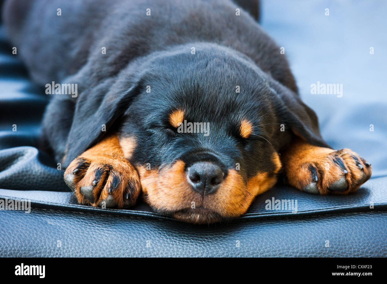 Rottweiler chiot dormir dans un lit de chien, Tyrol du Nord, l'Autriche, Europe Banque D'Images