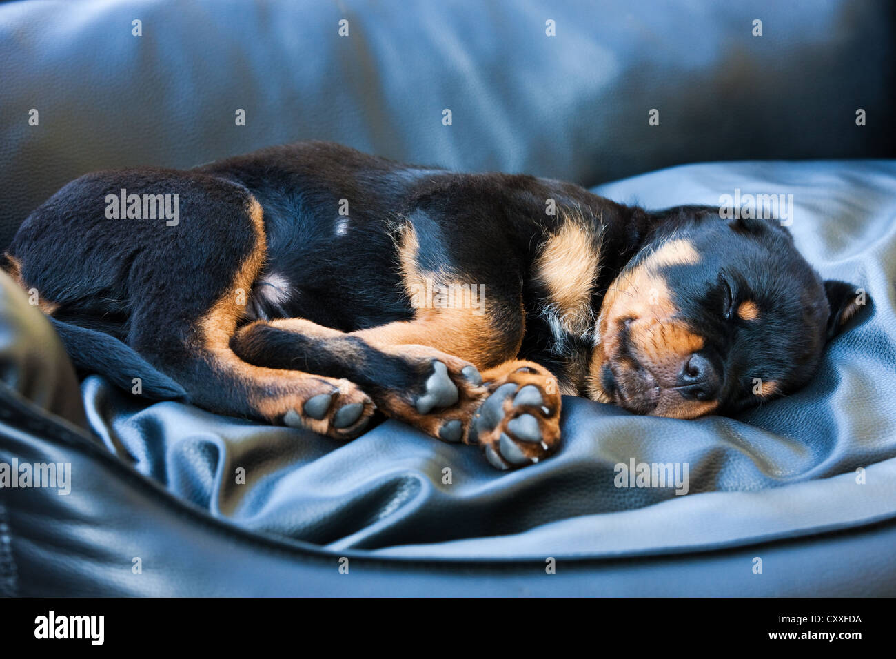Rottweiler chiot dormir dans un lit de chien, Tyrol du Nord, l'Autriche, Europe Banque D'Images
