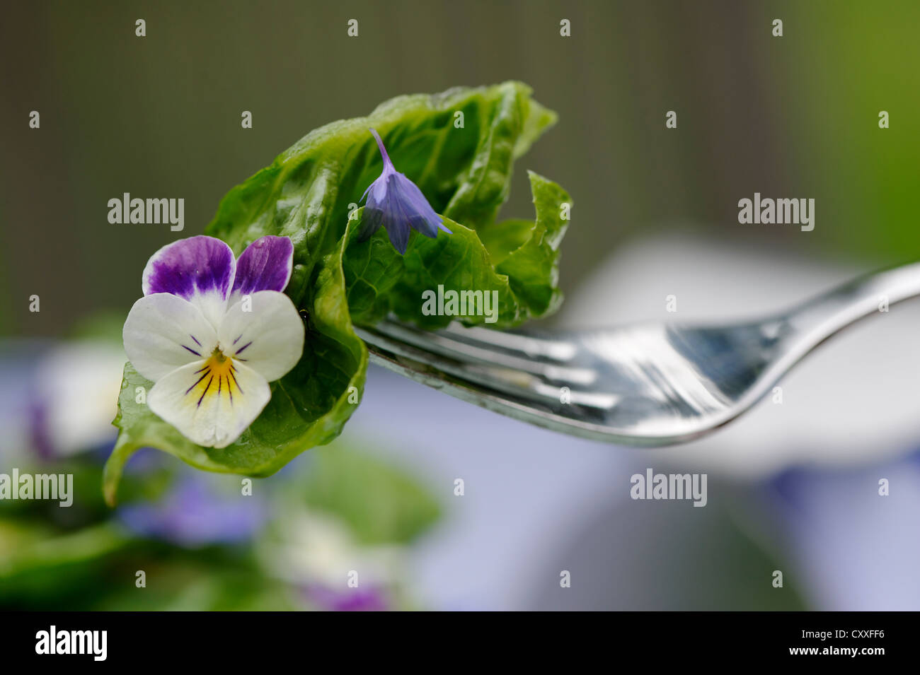 La laitue ou salade croquante avec fleurs comestibles, barbeaux et de  violette, de cuisine à base de plantes, l'alimentation Photo Stock - Alamy
