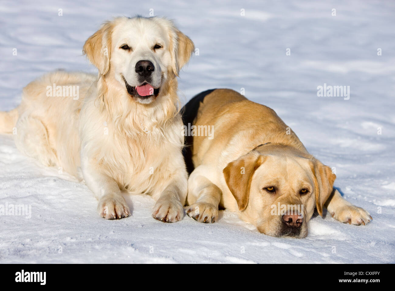 Un Labrador et Golden Retriever couché dans la neige, Tyrol du Nord, l'Autriche, Europe Banque D'Images