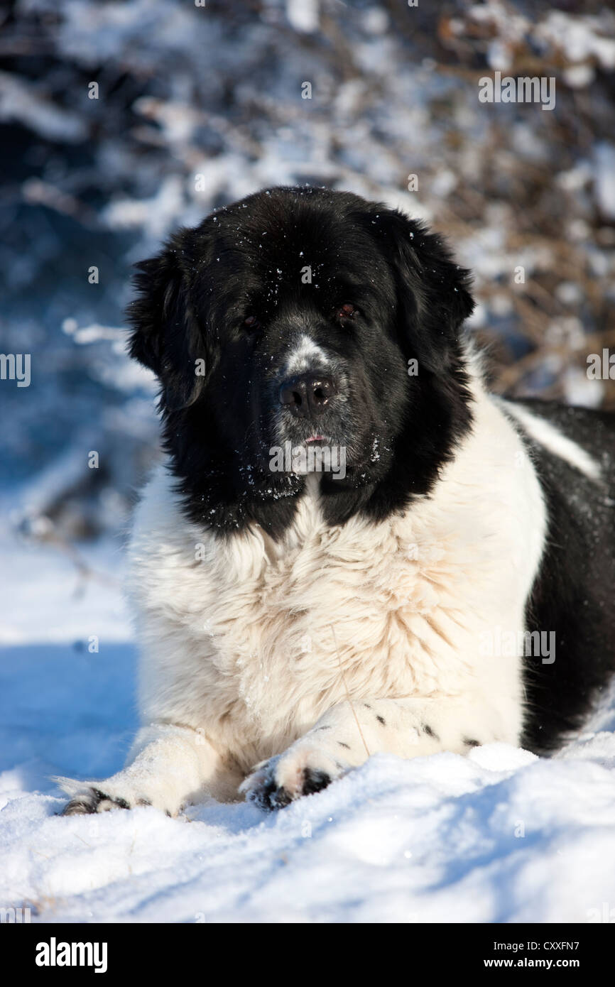 Terre-neuve chien couché dans la neige, Tyrol du Nord, l'Autriche, Europe Banque D'Images