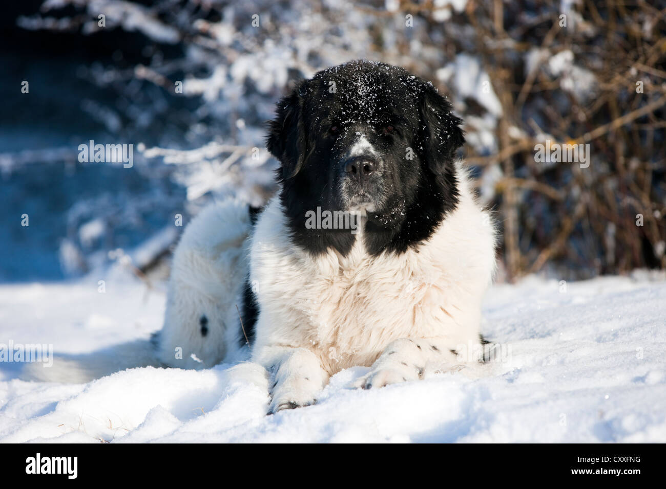 Terre-neuve chien couché dans la neige, Tyrol du Nord, l'Autriche, Europe Banque D'Images