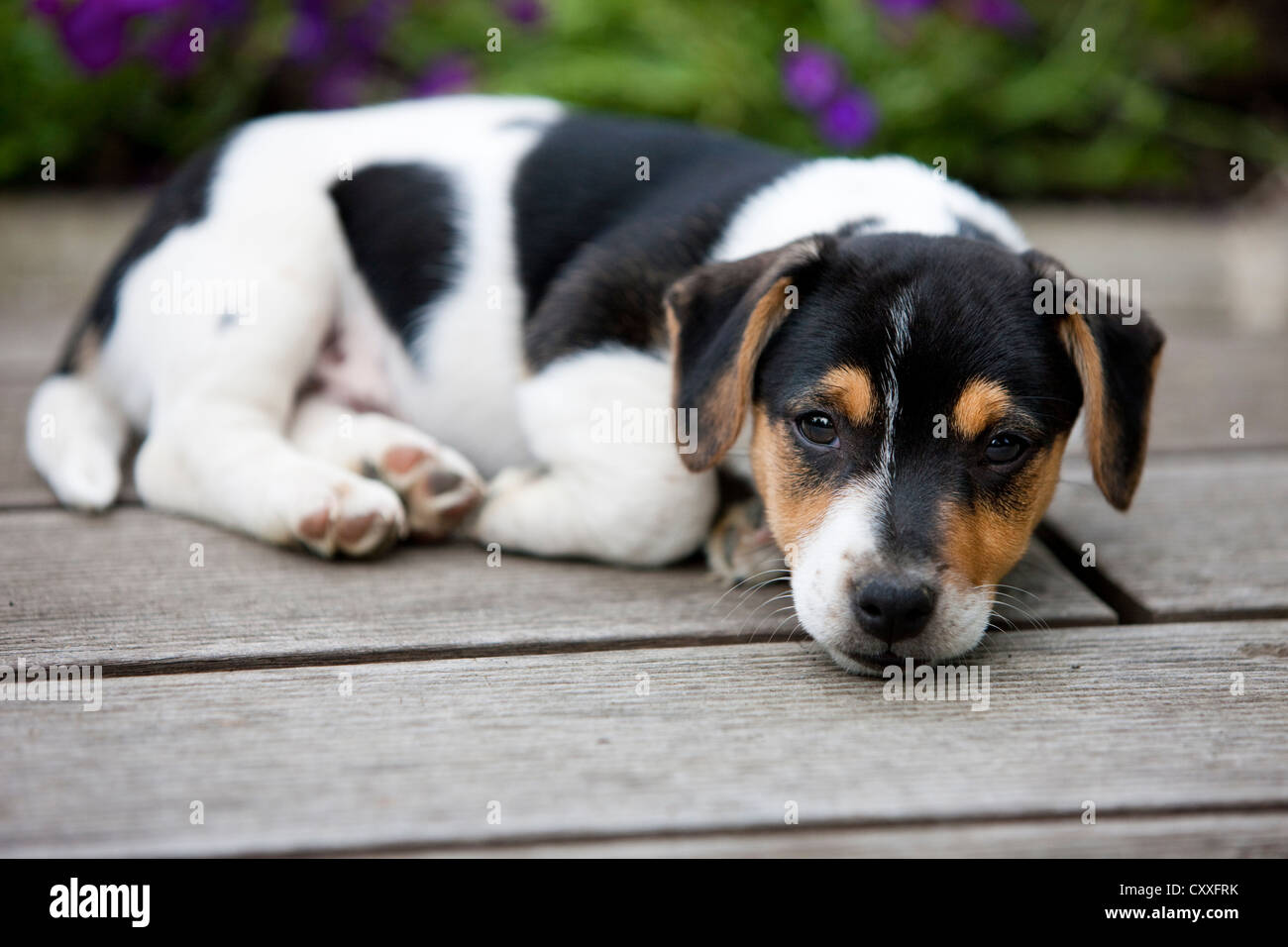 Jack Russell Terrier, chiot couché sur un plancher en bois, nord de l'Europe, Tyrol, Autriche Banque D'Images