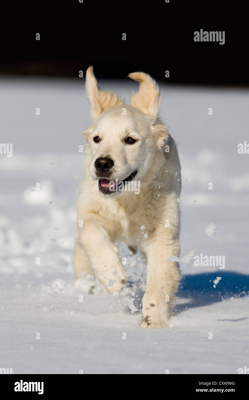 Golden Retriever, jeune chien qui court dans la neige, dans le nord du Tyrol, Autriche, Europe Banque D'Images