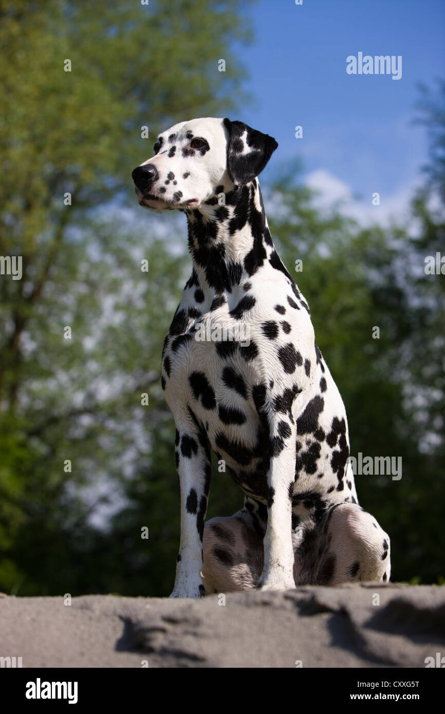 Assis sur un banc de la Dalmatie du Nord, Tyrol, Autriche, Europe Banque D'Images