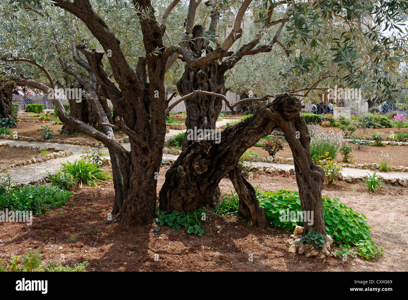 L'olivier (Olea europaea) dans le jardin de Gethsémani, le Mont des Oliviers, Jérusalem, Israël, Moyen Orient Banque D'Images