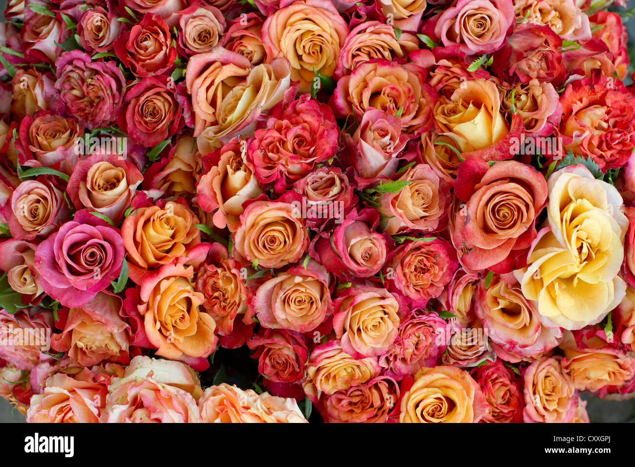 Bouquet de roses rouges et jaunes, Muenstermarkt square, Freiburg im Breisgau, Bade-Wurtemberg Banque D'Images