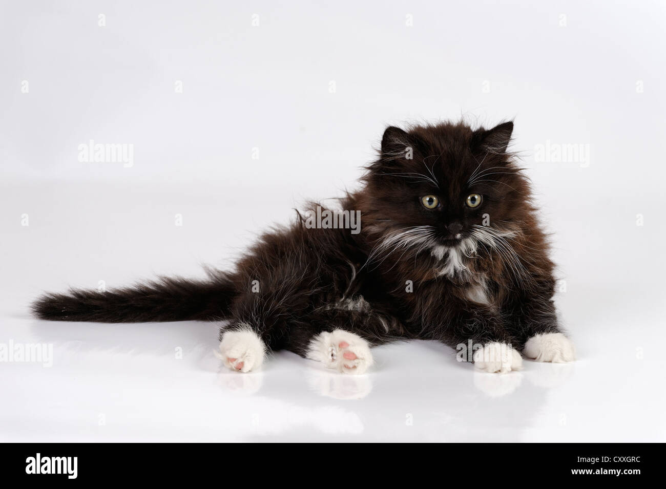 Chat noir et blanc Banque de photographies et d’images à haute