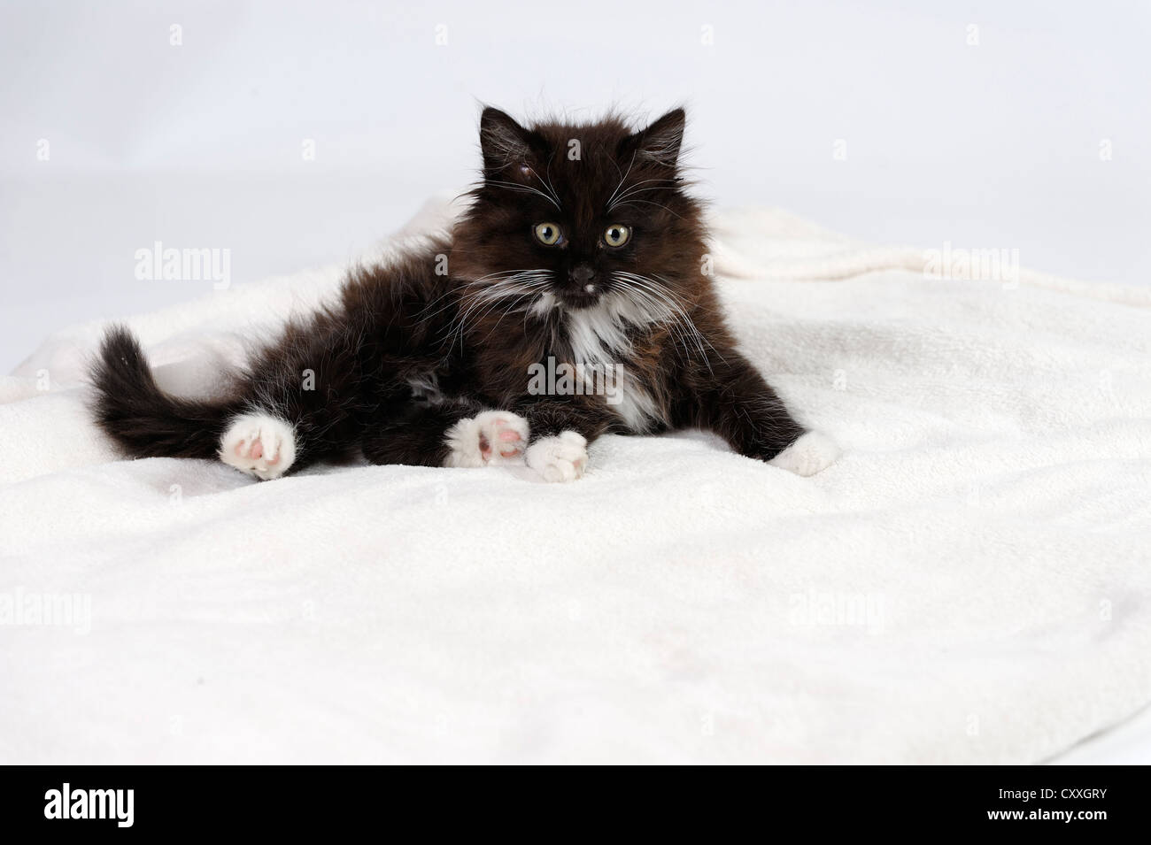 Chat noir et blanc Banque de photographies et d’images à haute