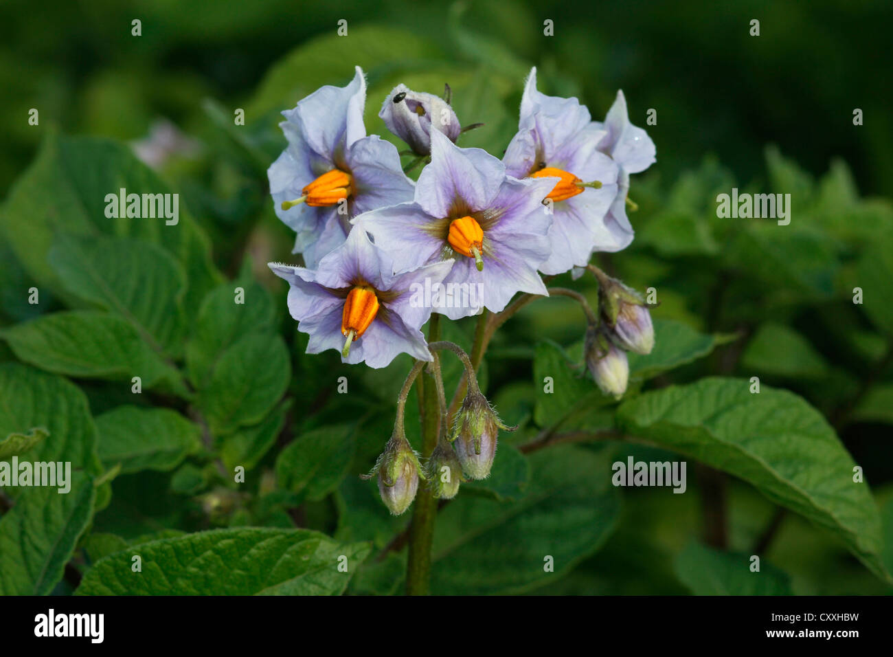 La pomme de terre (Solanum tuberosum), fleurs, Allgaeu, Bavaria Banque D'Images