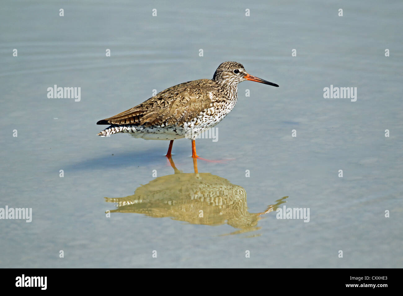 Chevalier Gambette (Tringa totanus), Burgenland, Autriche, Europe Banque D'Images