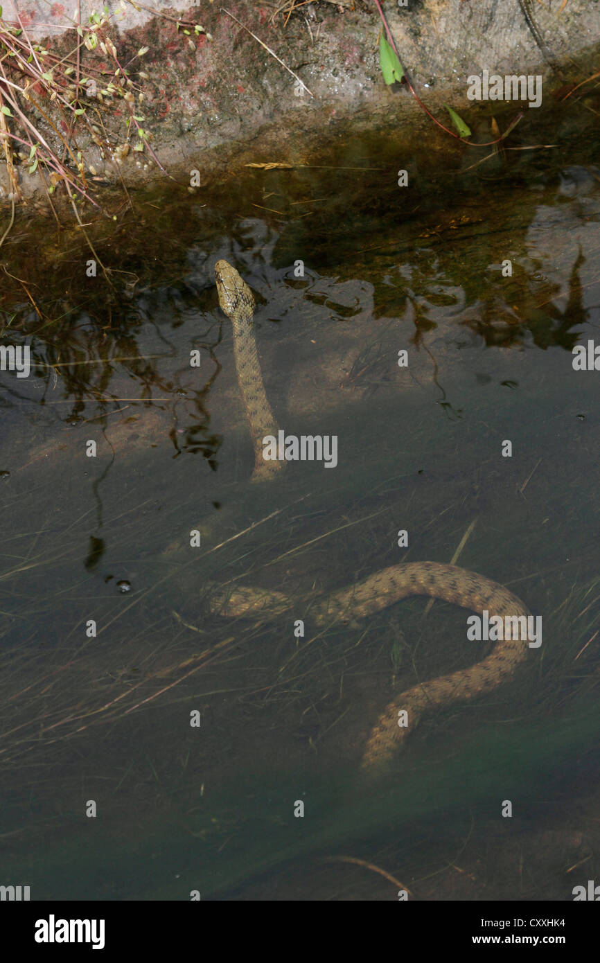 Snake (Natrix tessellata dés) dans l'eau, le lac Balaton, Hongrie, Europe Banque D'Images