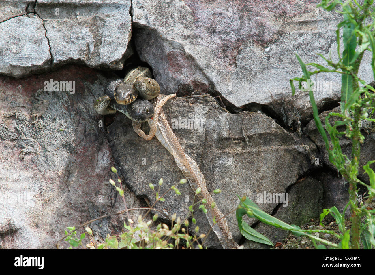 Couleuvre à collier (Natrix natrix) et les serpents (Natrix tessellata dés) à la recherche d'une fissure dans un mur, mettre en peau de serpent suspendu à un Banque D'Images