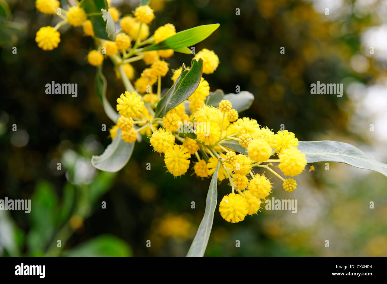 La floraison du mimosa (mimosa sp.), à la mer de Galilée, Lac de Génésareth Yam Kinneret, le lac de Tibériade, Israël, Galilée Banque D'Images