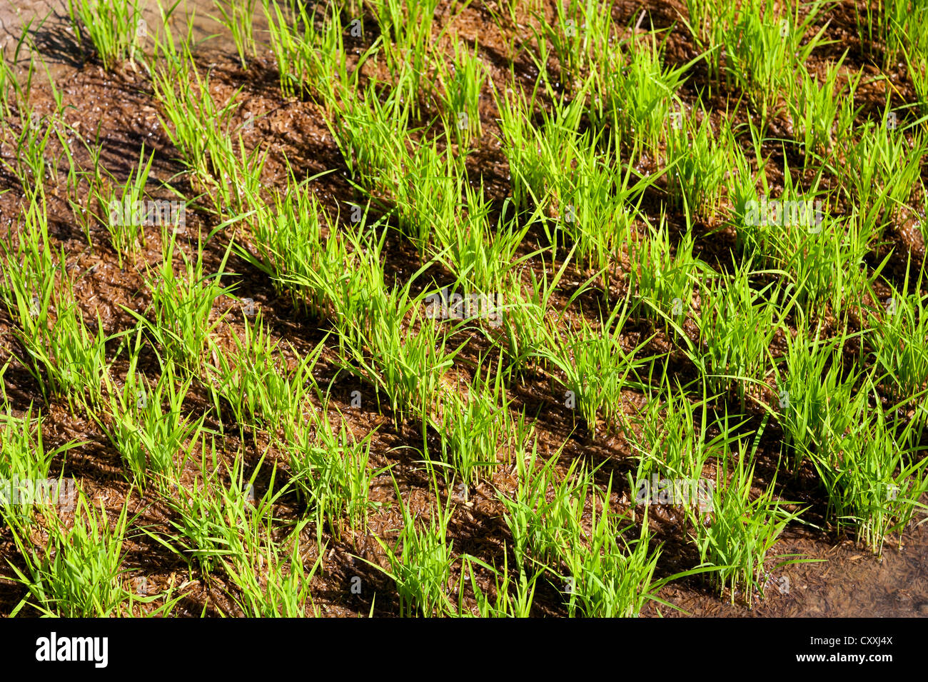 Les plants de riz dans l'eau, la culture du riz, le riz paddy, le nord de la Thaïlande, la Thaïlande, l'Asie Banque D'Images