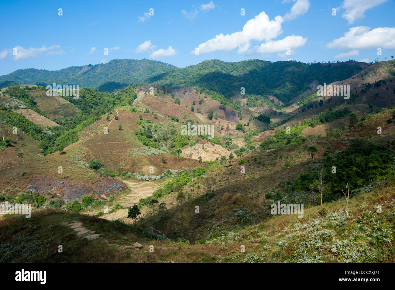 Collines, champs, forêts, près de Mea Salong, Nord de la Thaïlande, la Thaïlande, l'Asie Banque D'Images