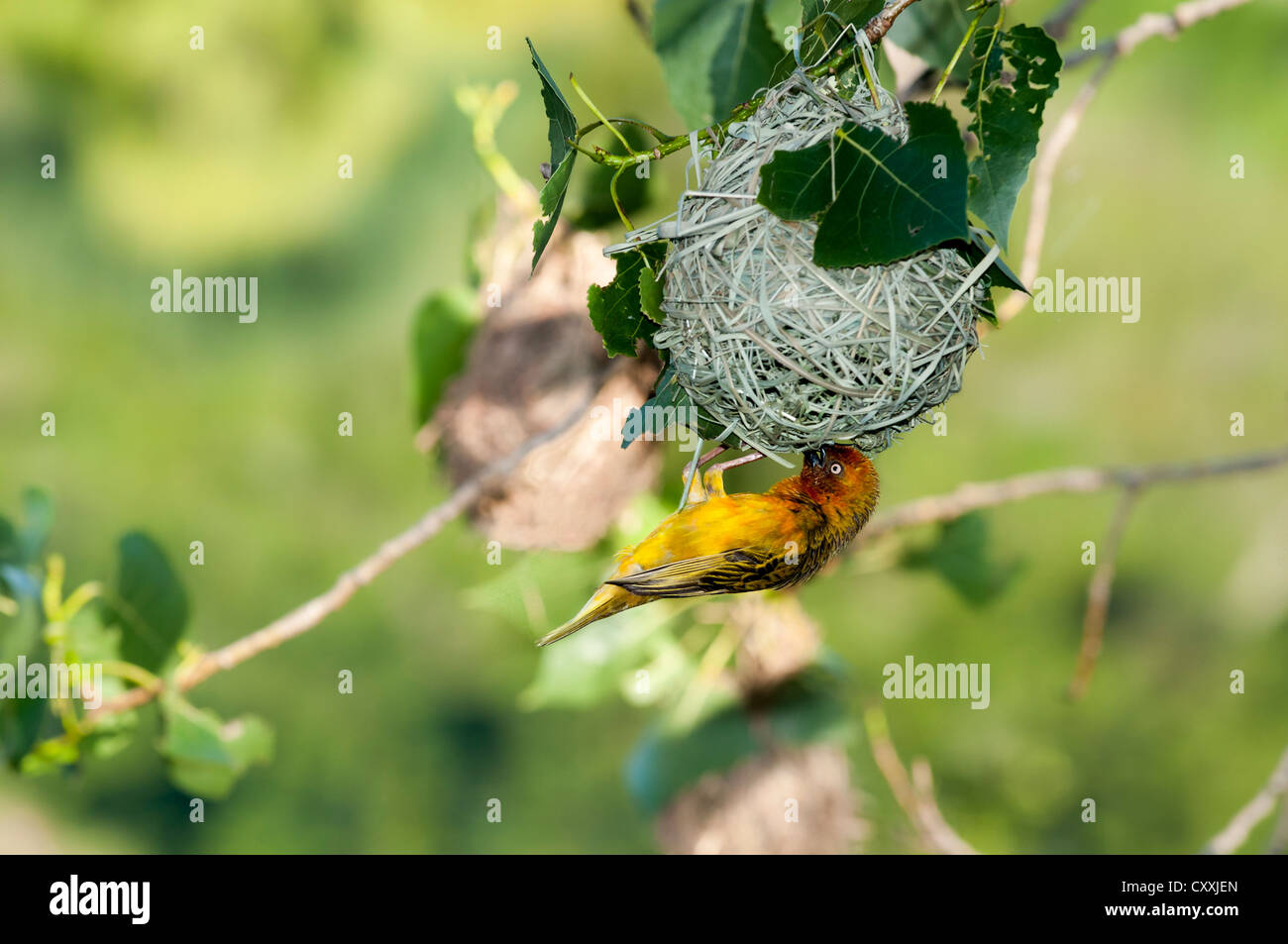 Cape Weaver (Ploceus capensis), weaver nest, Northern Cape, Afrique du Sud, l'Afrique Banque D'Images
