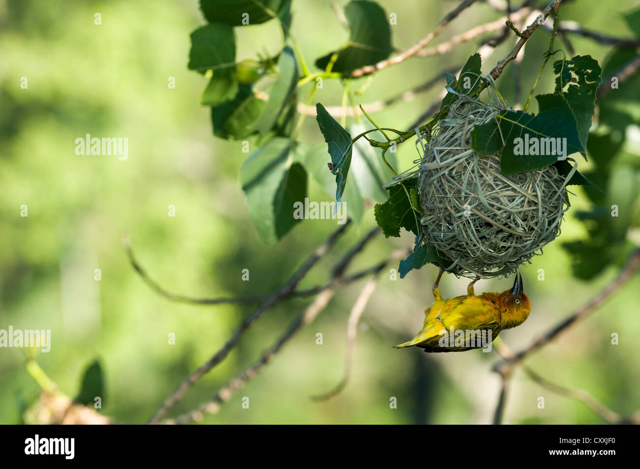 Cape Weaver (Ploceus capensis), weaver nest, Northern Cape, Afrique du Sud, l'Afrique Banque D'Images