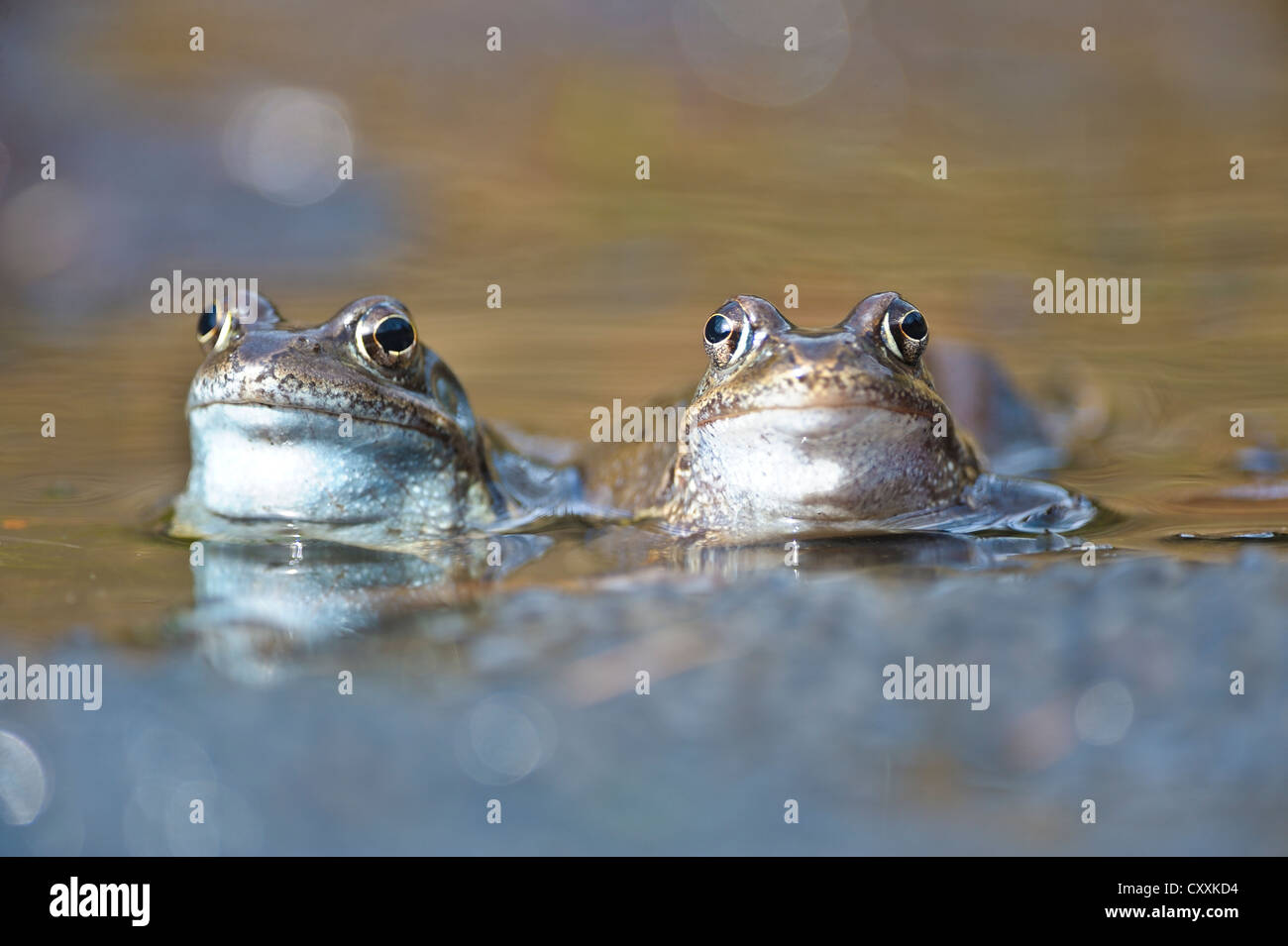 Les grenouilles (Rana temporaria), kalkalpen, parc national des Alpes calcaires, Haute Autriche, Autriche, Europe Banque D'Images