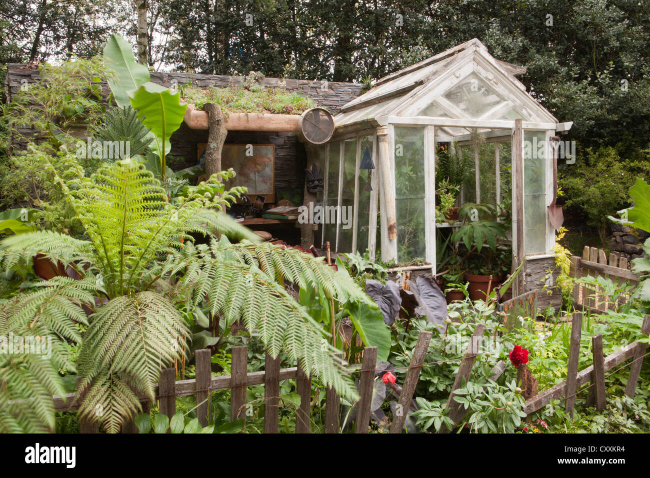 Allotissement avec la fougères arborescentes Dicksonia Antarctique dans une ancienne serre frontalière dans un jardin rustique banane plante Chelsea RHS Flower show Gardens Londres UK Banque D'Images