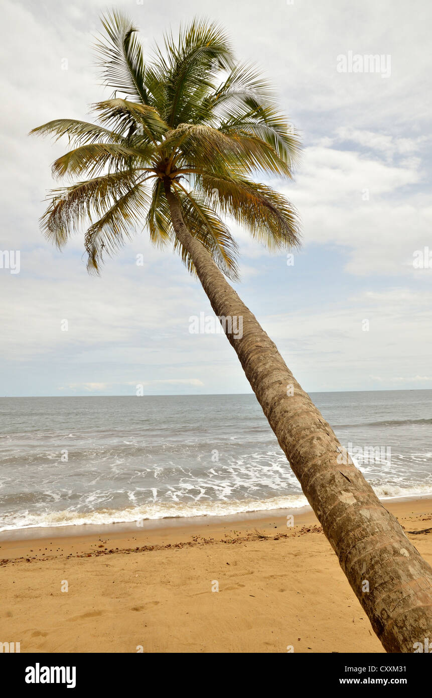 Palmier Sur La Plage De Kribi Cameroun Afrique Centrale