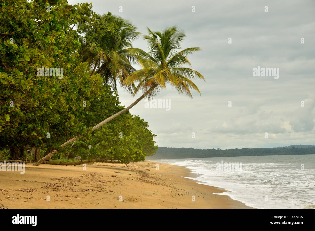 Palmier sur la plage de Kribi, Cameroun, Afrique centrale, Afrique Banque D'Images