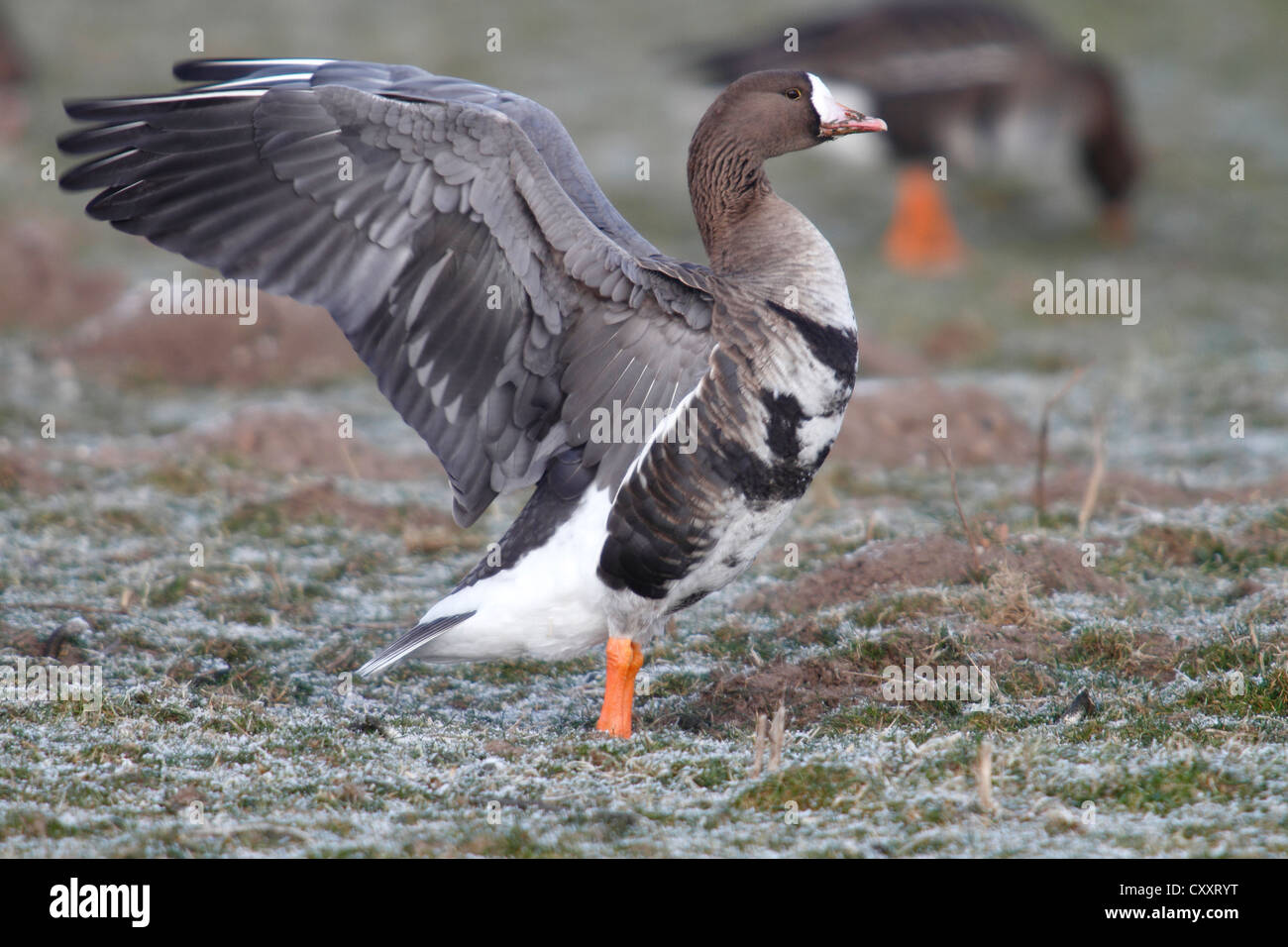 L'Oie rieuse (Anser albifrons) debout sur une prairie gelé dans sa zone d'hivernage, l'Île Bislicher Banque D'Images