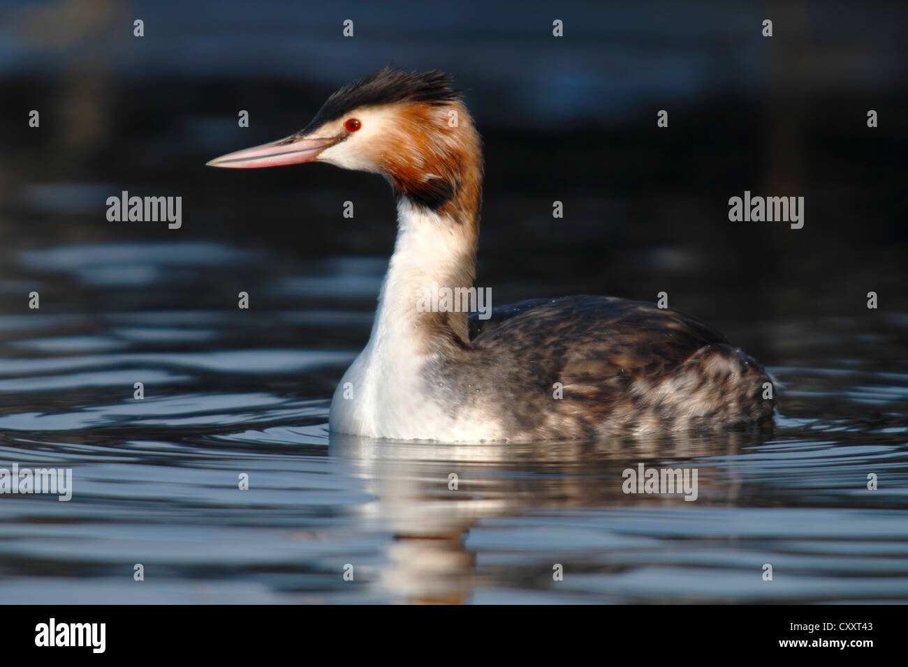 Grèbe huppé (Podiceps cristatus), l'Île Bislicher, Rhénanie du Nord-Westphalie Banque D'Images