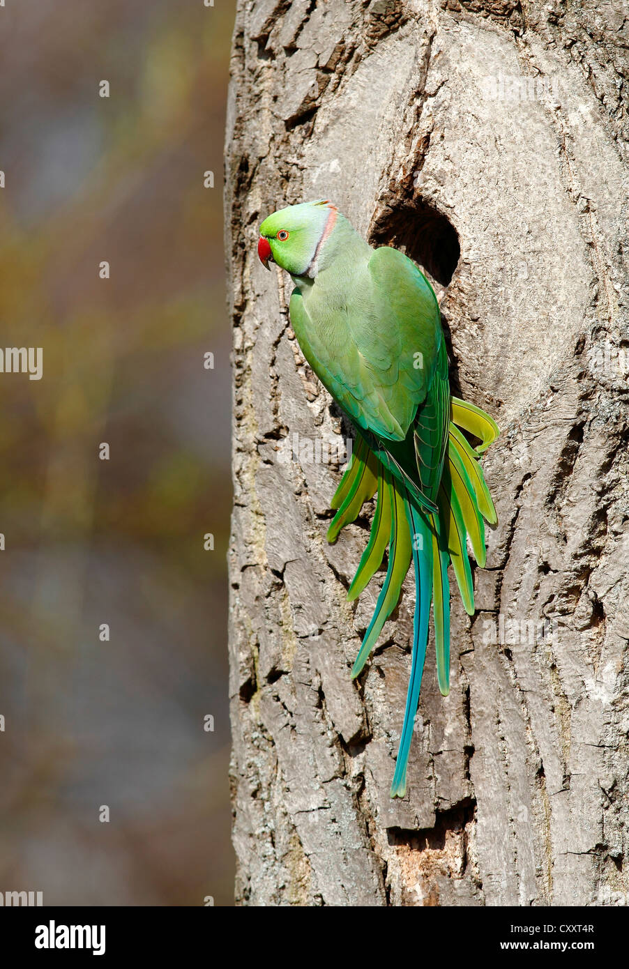 Héron pourpré ou Perruche à collier (Psittacula krameri) perché hors de son trou d'arbre dans le parc du Banque D'Images