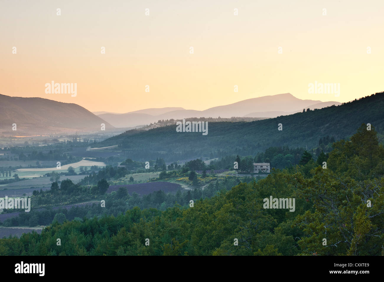 Champs de lavande près de Sault en Provence, à l'aube. Banque D'Images