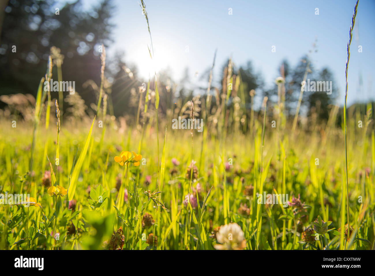 Rétro-éclairé, les herbes sur une prairie de fleurs, les lan, Tyrol, Autriche, Europe Banque D'Images