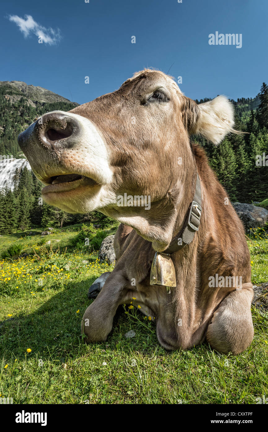 Les bovins, Brown tyrolien sans cornes de vache rumine, Grawa Alm, alpage, vallée de Stubai, dans le Tyrol, Autriche, Europe Banque D'Images