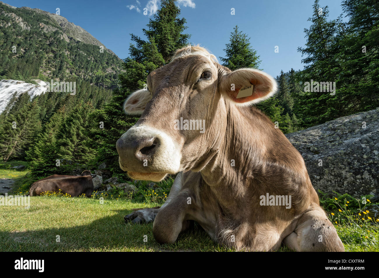 Les bovins, Brown tyrolien sans cornes de vache rumine, Grawa Alm, alpage, vallée de Stubai, dans le Tyrol, Autriche, Europe Banque D'Images