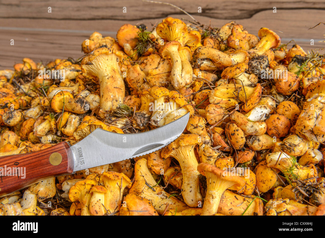 Golden chanterelles fraîches ou les chanterelles (Cantharellus cibarius), non nettoyés, avec un couteau à champignons Banque D'Images