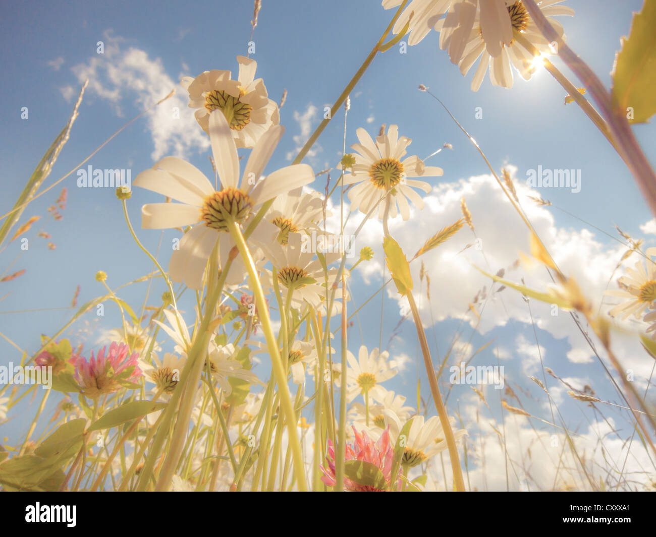 Leucanthemum vulgare (marguerites), pré des fleurs, bleu ciel d'été, à partir de la ci-dessous, worm's eye view, regard doux effet Banque D'Images