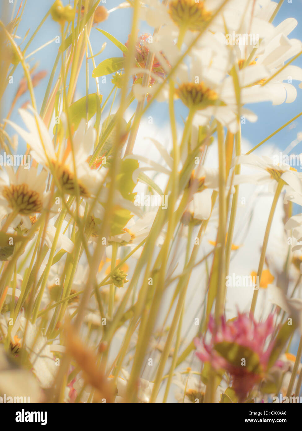 Leucanthemum vulgare (marguerites), pré des fleurs, de dessous, worm's eye view, regard doux effet Banque D'Images