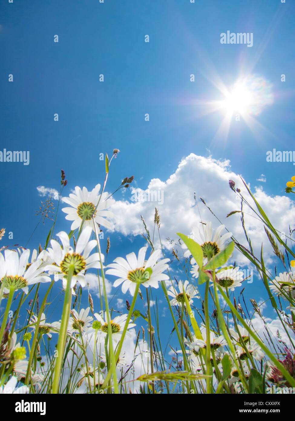 (Leucanthemum vulgare) Marguerites à partir de ci-dessous, violin, worm's eye view, bleu ciel d'été avec le soleil et rayons x Banque D'Images (Leucanthemum vulgare) Marguerites à partir de ci-dessous, violin, worm's eye view, bleu ciel d'été avec le soleil et rayons x Banque D'Images