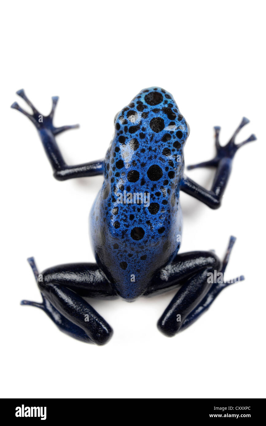 Azure Poison Dart Frog sur fond blanc. Banque D'Images