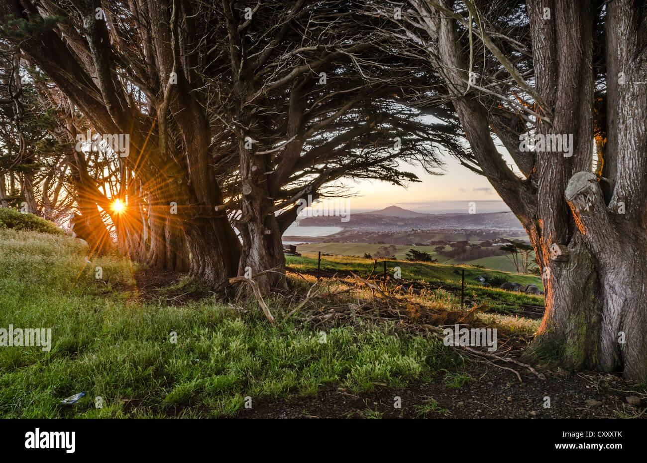Soleil derrière de vieux arbres créant un effet de solarisation, péninsule d'Otago, île du Sud, Nouvelle-Zélande, Océanie Banque D'Images