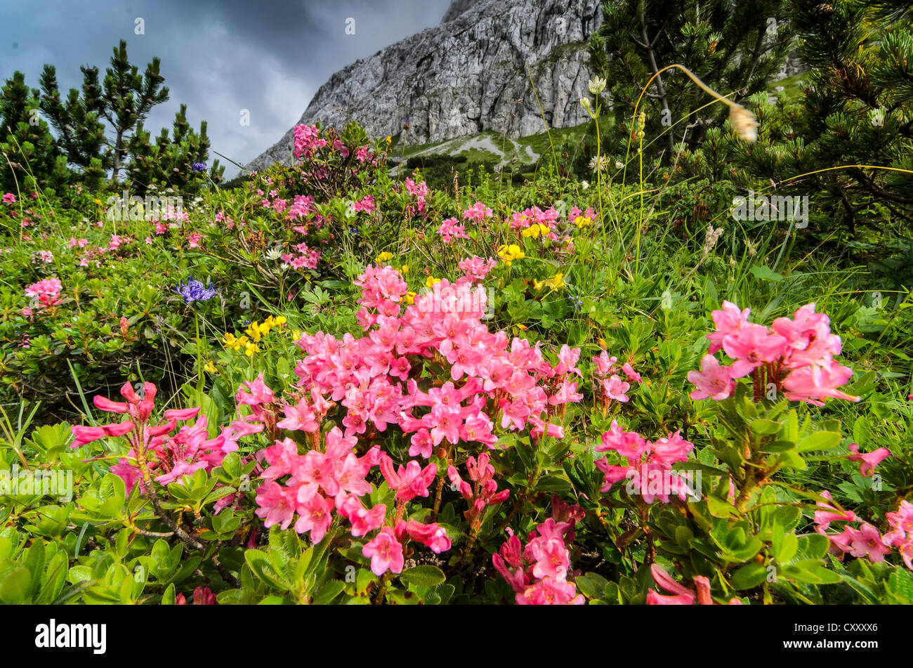 Hairy Alpenrose (Rhododendron hirsutum), Karwendel, Tyrol, Autriche, Europe Banque D'Images