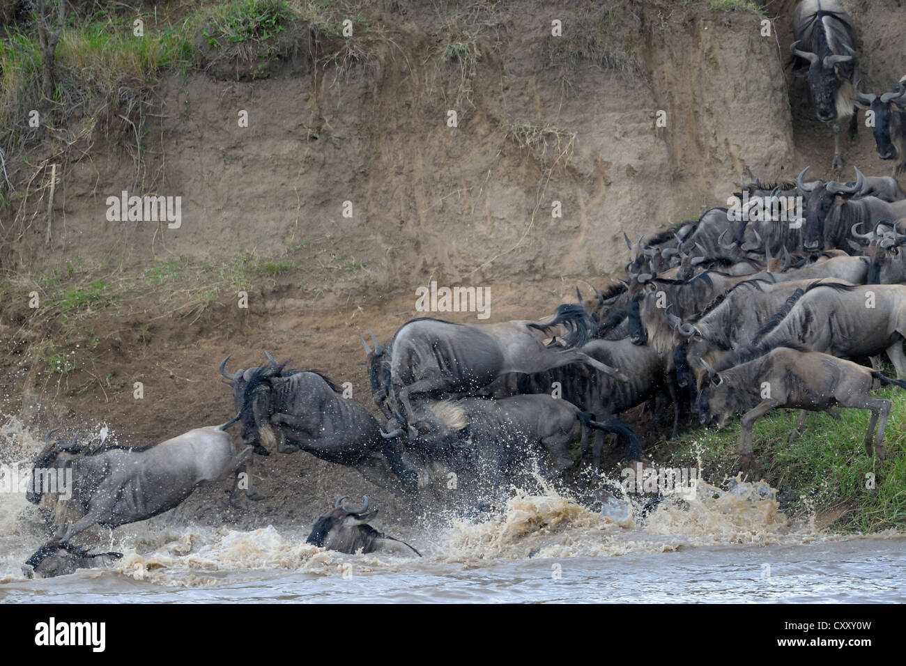 Gnous traversant la rivière Mara. Banque D'Images