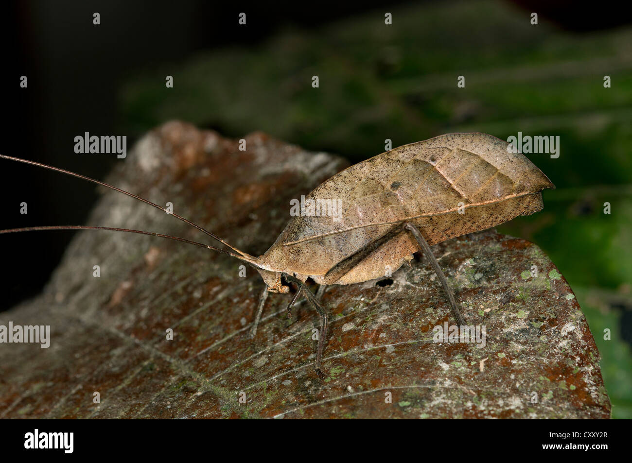 Feuille, Feuille de marche ou de cricket bush katydid (Typophyllum sp.), imitant une feuille morte, rain forest Lake Balaton Banque D'Images