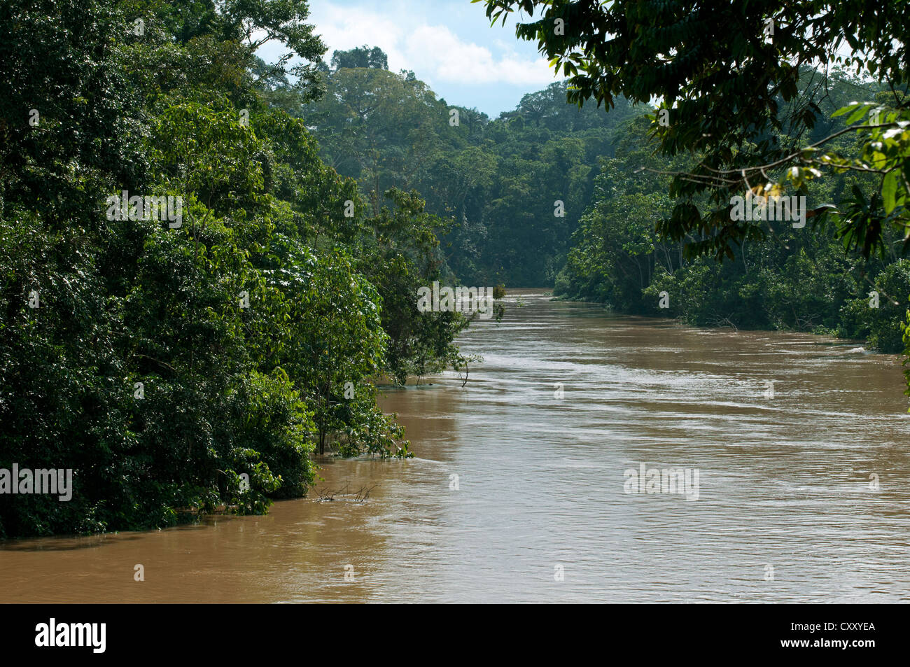 La forêt tropicale luxuriante végétation sur les rives de la rivière Tiputini inondées à la frontière avec le Parc National Yasuní, bassin amazonien Banque D'Images