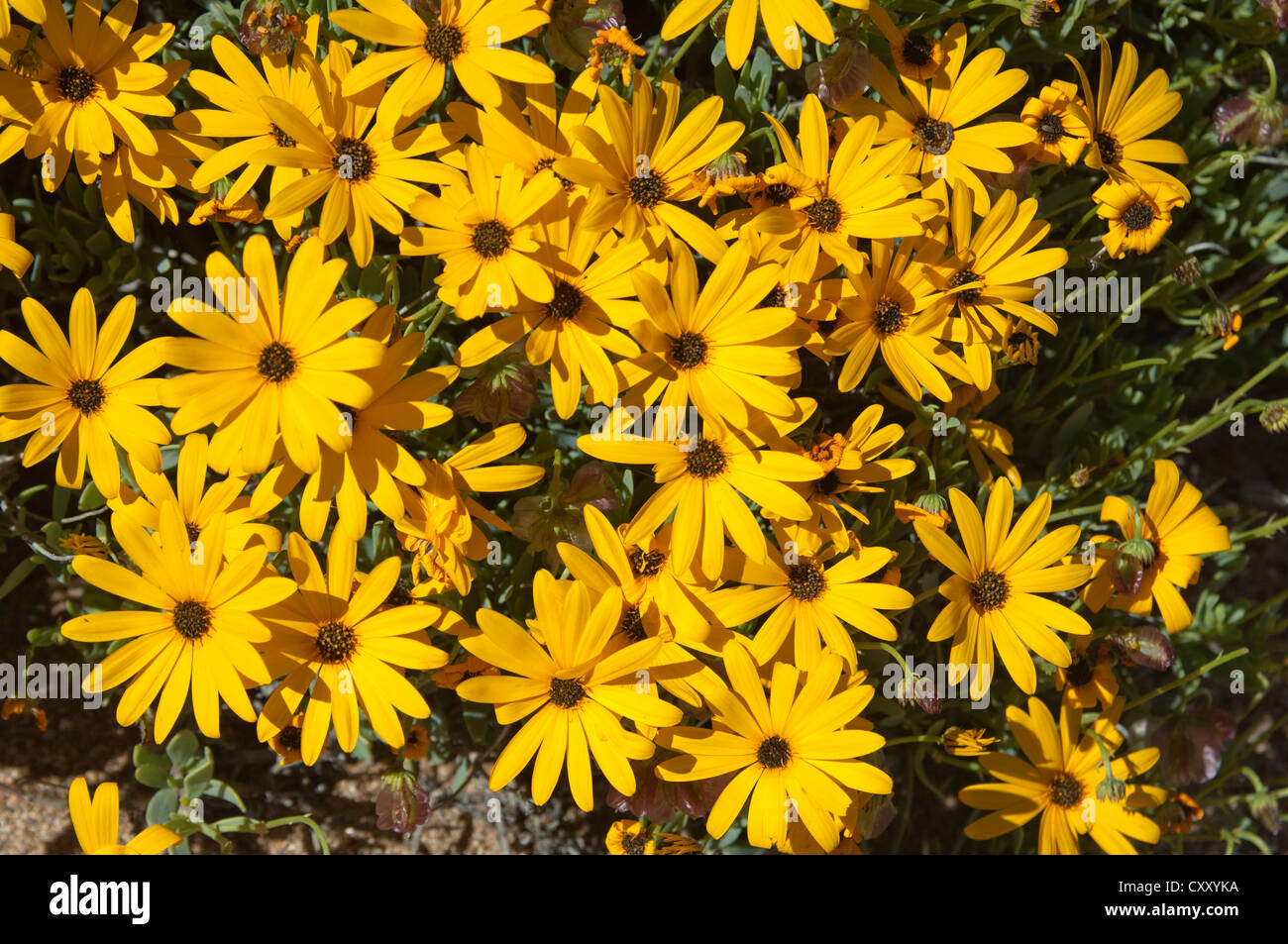 Le Skaapbos flowerheads jaune d'arbuste, Daisy africains, l'Afrique du Sud, Cape Daisy Daisy (Tripteris oppositifolia), le Namaqualand Banque D'Images Le Skaapbos flowerheads jaune d'arbuste, Daisy africains, l'Afrique du Sud, Cape Daisy Daisy (Tripteris oppositifolia), le Namaqualand Banque D'Images