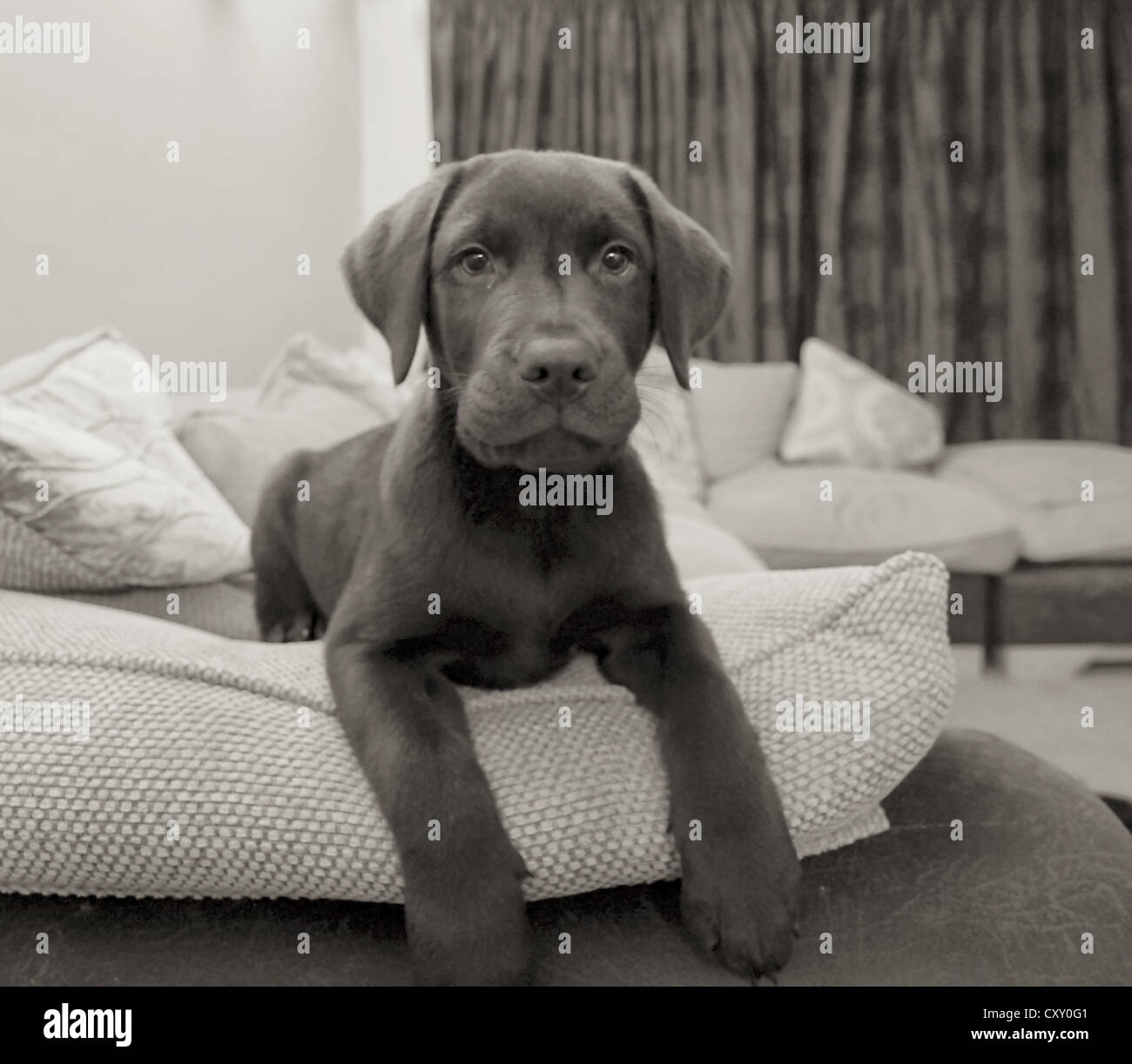 12 semaines chiot labrador chocolat Banque D'Images