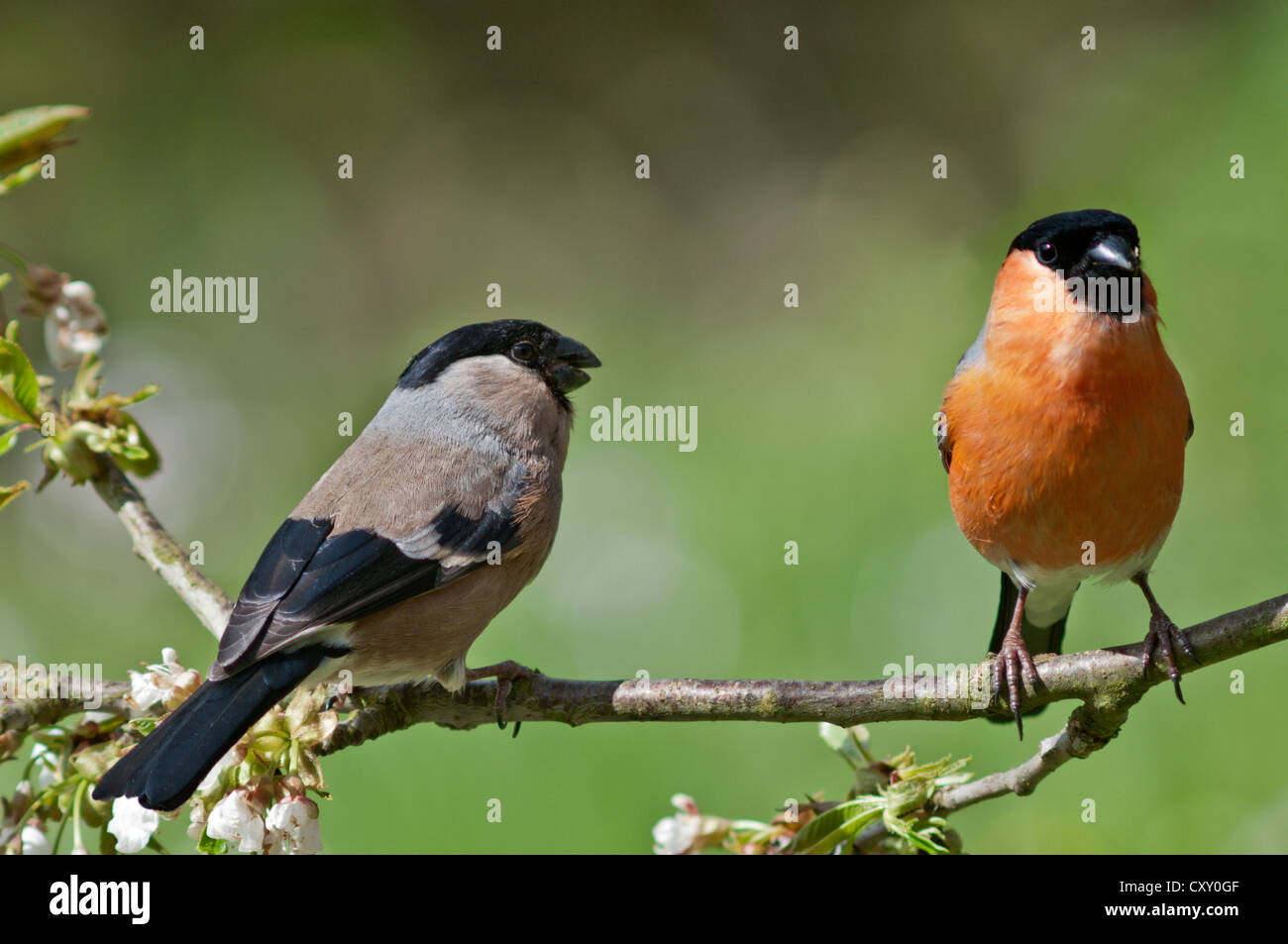 Bouvreuil (Pyrrhula pyrrhula), couple dans les branches d'un cerisier, Untergroeningen, Bade-Wurtemberg Banque D'Images