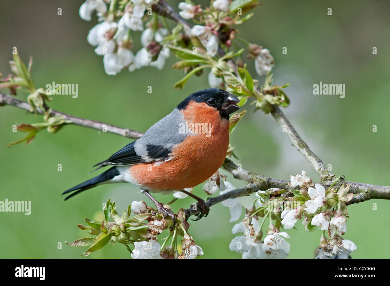 Bouvreuil (Pyrrhula pyrrhula), homme d'un cerisier en fleurs, Untergroeningen, Bade-Wurtemberg Banque D'Images