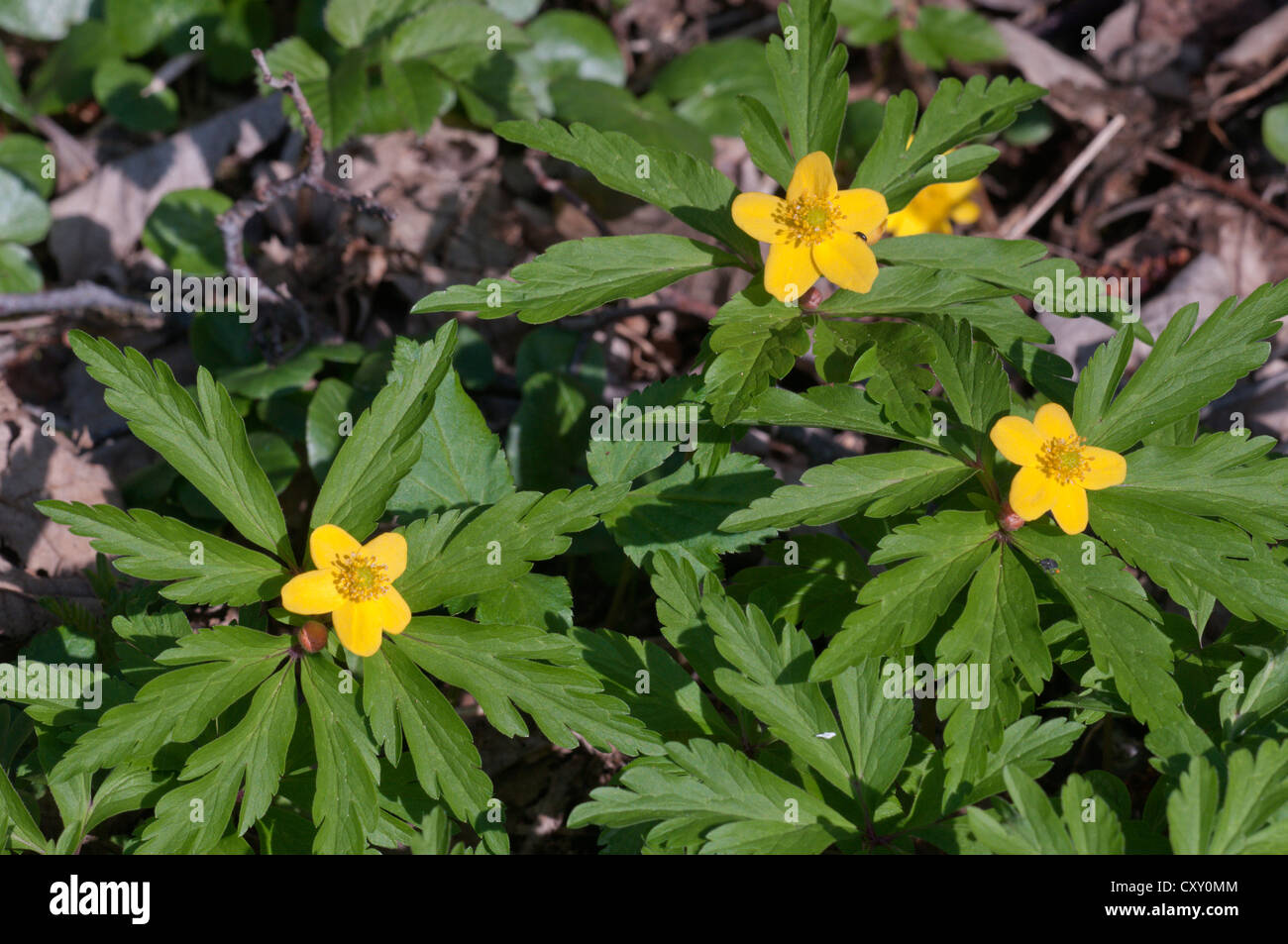 Anémone jaune, jaune anémone des bois (Anemone ranunculoides), Untergroeningen, Bade-Wurtemberg Banque D'Images
